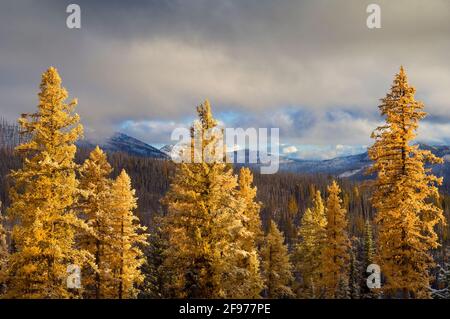 Western larch trees with late afternoon sun after snowstorm; Blue Mountains near Elkhorn Ridge summit, Wallowa-Whitman National Forest, eastern Oregon Stock Photo