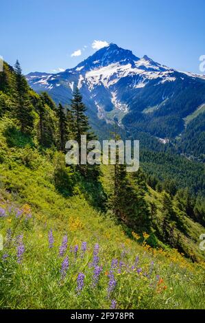 Mount Hood and wildflowers in meadow on Bald Mountain from Top Spur Trail; Mount Hood National Forest, Oregon. Stock Photo