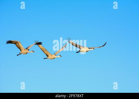 Sandhill Cranes in flight at Bosque del Apache National Wildlife Refuge, New Mexico. Stock Photo