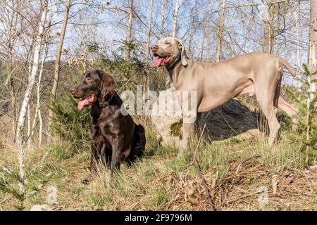Hunting dogs in the forest. Brown retriever puppy and Weimarane. Hunting season. Sunny day with dogs. Stock Photo