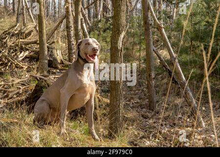 Hunting dog in the forest. Weimarane. Hunting season. Sunny day with dog. Stock Photo