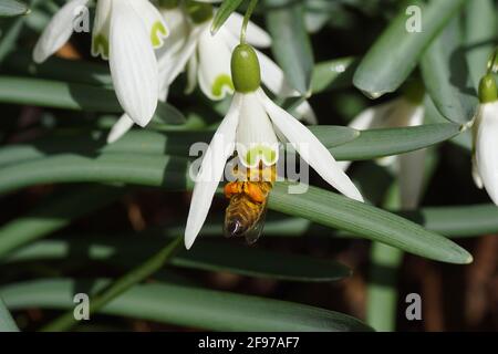 Western Honey Bee Or European Honey Bee Apis Mellifera , Family Apidae On A Flower Of Snowdrop Or Common Snowdrop Galanthus Nivalis . Dutch Garden. La Stock Photo
