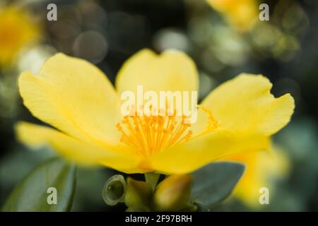 A macro shot of a yellow moss rose in the bright summer sunlight. Stock Photo
