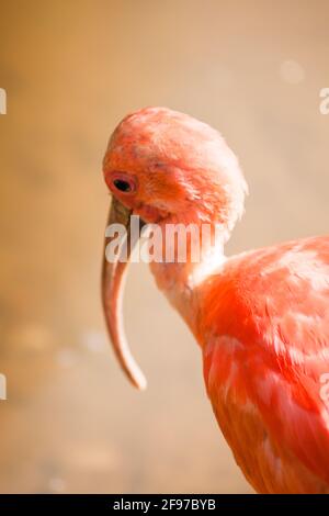 A Scarlet Ibis [Eudocimus ruber] with its long beak and lush and vibrant pink-reddish feathers looking for food on the ground. Salvador, Brazil. AKA: Stock Photo
