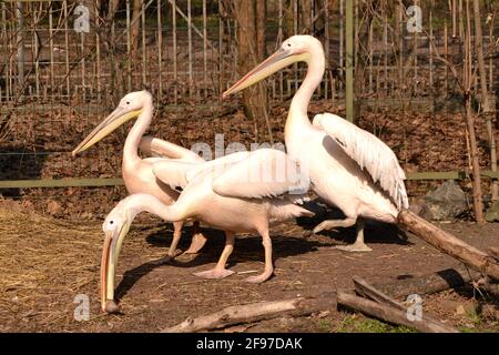 Portraite of three pink pelicans with yellow beaks at zoo Stock Photo