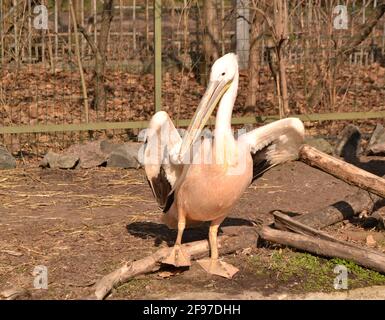 Portraite of beautiful pink pelicans with yellow beaks at zoo Stock Photo