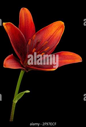 Dark burgundy flower of lily, isolated on black background Stock Photo