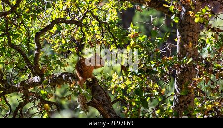 USA, Utah, Washington County, Springdale, Zion National Park, Squirrel Stock Photo