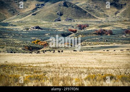 Bison in Antelope Island State Park, Salt Lake City, Utah, USA, America Stock Photo