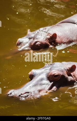 A couple of hippos, lazily enjoying a quiet bath under warm sunlight.