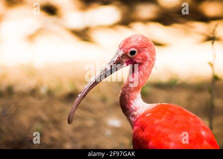 A Scarlet Ibis [Eudocimus ruber] with its long beak and lush and vibrant pink-reddish feathers looking for food on the ground. Salvador, Brazil. AKA: Stock Photo