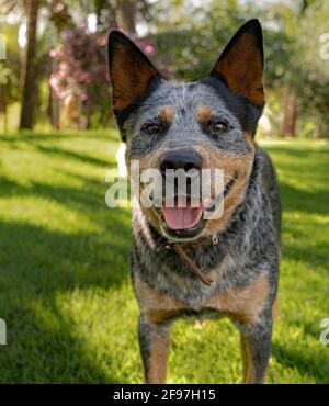 blue hill dog cute snoot cute dog Stock Photo - Alamy