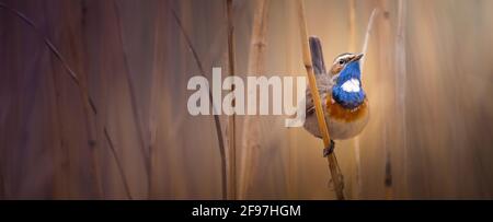 Bluethroat, a little songbird in the reeds. Stock Photo
