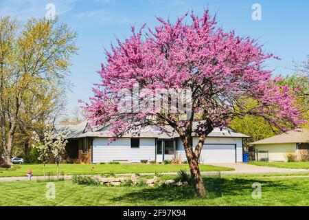 Eastern Redbud Tree; Cercis; Canadensis; in an American neighborhood of Wichita, Kansas with blue sky. USA. Stock Photo