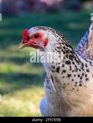A white speckled chicken walking through the summer yard
