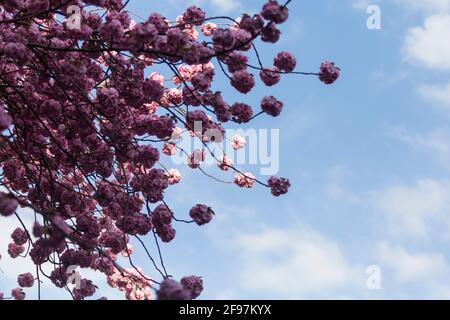 Blooming cherry blossoms, sakura trees in Bonn, former capital of Germany on Heerstrasse Stock Photo