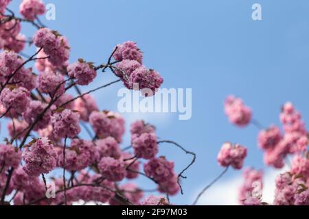 Blooming cherry blossoms, sakura trees in Bonn, former capital of Germany on Heerstrasse Stock Photo