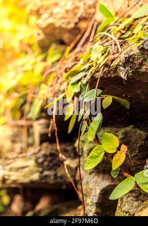 Climbing Fig on rocks under sunlight. Stock Photo