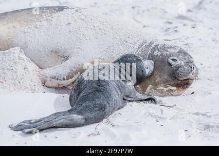 Southern Elephant Seal (Mirounga leonina), female with her pup, Sea Lion Island, Falkland Islands, South America Stock Photo