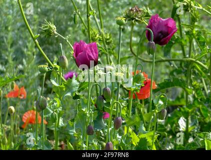 Flowerbed with opium poppies (Papaver somniferum) and corn poppies (Papaver rhoeas) Stock Photo