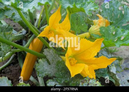 Zucchini 'Gold Rush' with yellow fruits and flowers Stock Photo