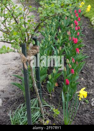 The gooseberry (Ribes uva-crispa) as a high stem, in the flowerbed Stock Photo