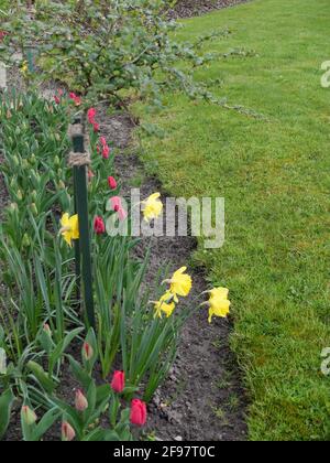 The gooseberry (Ribes uva-crispa) as a high stem, in the flowerbed Stock Photo