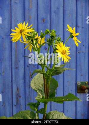 Yellow coneflower (Heliopsis helianthoides) in front of the blue garden shed Stock Photo