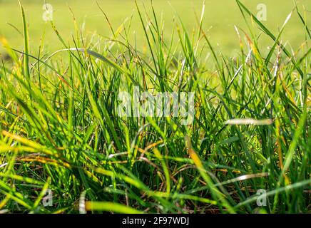 Blades of grass in a meadow, close-up, Bavaria, Germany, Europe Stock Photo
