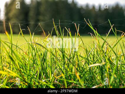 Blades of grass in a meadow, close-up, Bavaria, Germany, Europe Stock Photo