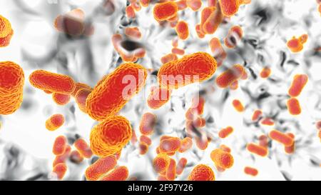 Acinetobacter baumannii bacteria, illustration Stock Photo