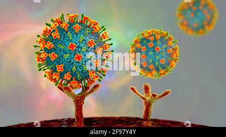 Nipah viruses binding to human cells, illustration Stock Photo
