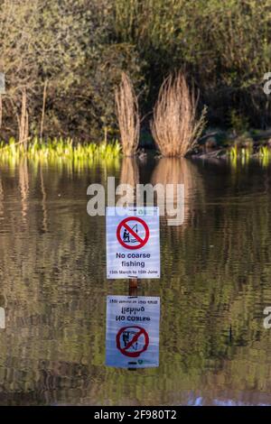 No coarse fishing sign at Ornamental Lake pond in the Common Park, Southampton, Hampshire, England, UK Stock Photo