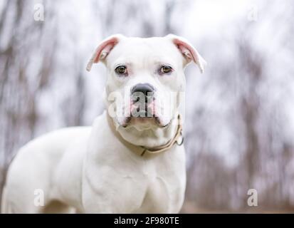 A white American Bulldog mixed breed dog wearing a collar and looking at the camera Stock Photo
