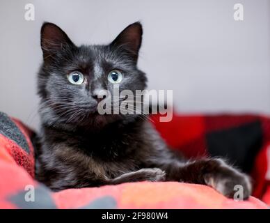 A black shorthair cat with an alert expression and dilated pupils lying in a cat bed Stock Photo