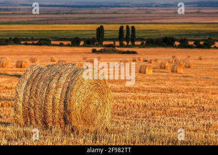 Agricultural landscape - Field with bales of hay at sunset Stock Photo
