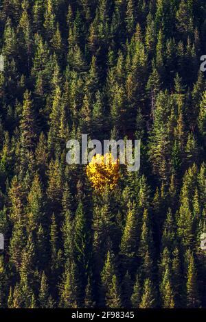 The Stranger - Yellow tree in the middle of a pine firest Stock Photo