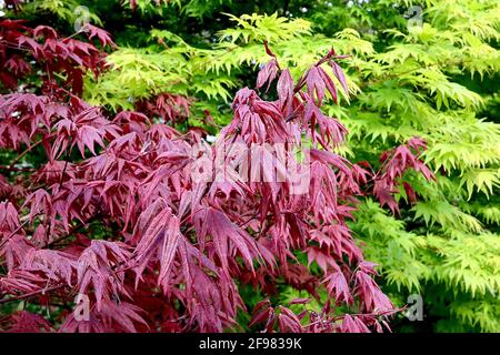 Acer palmatum ‘Trompenburg’ Acer palmatum ‘Bell Green’ April, England, UK Stock Photo