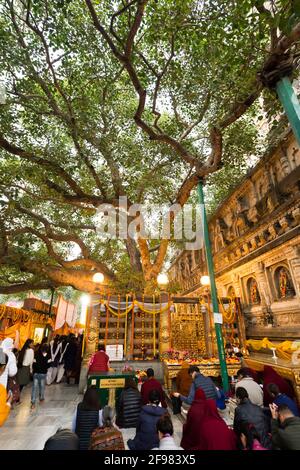 India, Bodhgaya, scenes at the Mahabodhi temple, believers, visitors, Stock Photo