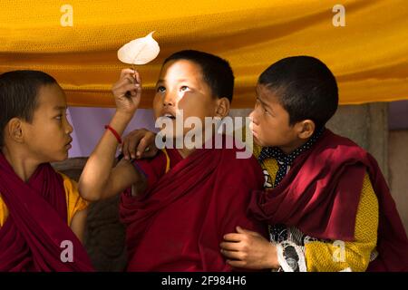 India, Bodhgaya, scenes at the Mahabodhi temple, young monks find a fallen leaf of the Bodhi tree Stock Photo