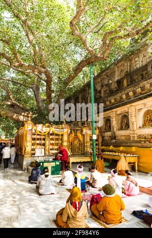 India, Bodhgaya, scenes at Mahabodhi Temple, believers, prayer Stock Photo