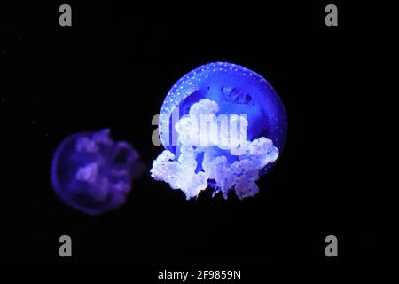 Jellyfish Swimming In The Sea. Medusa