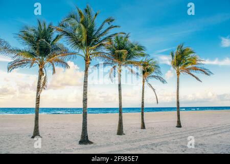 Florida empty beach landscape with five palm trees and ocean at sunset Stock Photo