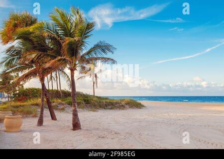 Florida empty beach landscape with palm trees and ocean at sunset.