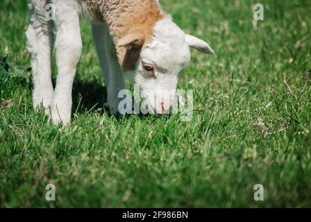 Little lamb on the pasture eats green grass Stock Photo