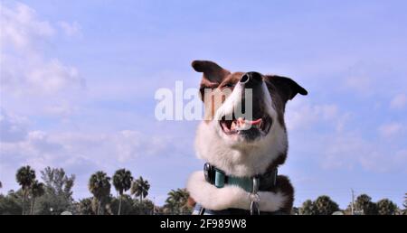 Border Collie Terrier Mix Stock Photo