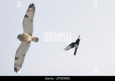 Short-eared owl, owl, Asio flammeus and magpie, Pica pica in flight Stock Photo