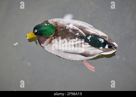 Mallard, duck, Anas platyrhynchos, drake Stock Photo