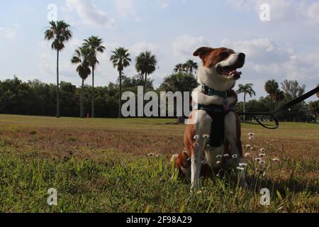 Border Collie Terrier Mix Stock Photo