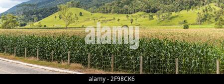 Panoramic shot of a green corn field with beautiful hills and mountains in the background Stock Photo